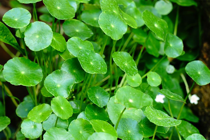 News~47~2025 10 28~Pegagan Leaves Kepeduh Leaves