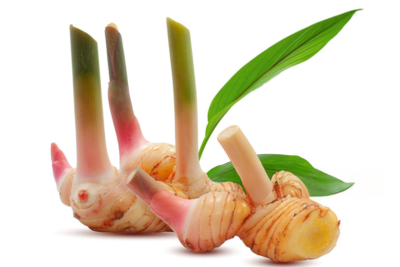 News~51~2025 10 28~Galangal Leaves