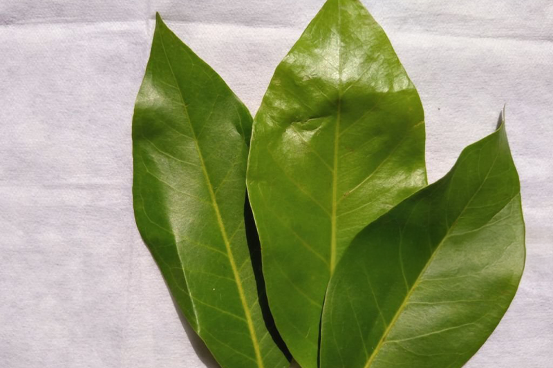 News~56~2025 10 28~Daluman Leaves