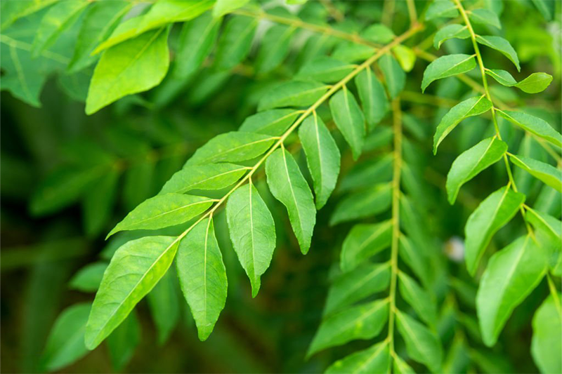 News~57~2025 10 28~Curry Leaves