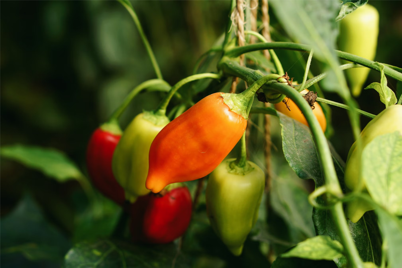 News~63~2025 09 09~Chili