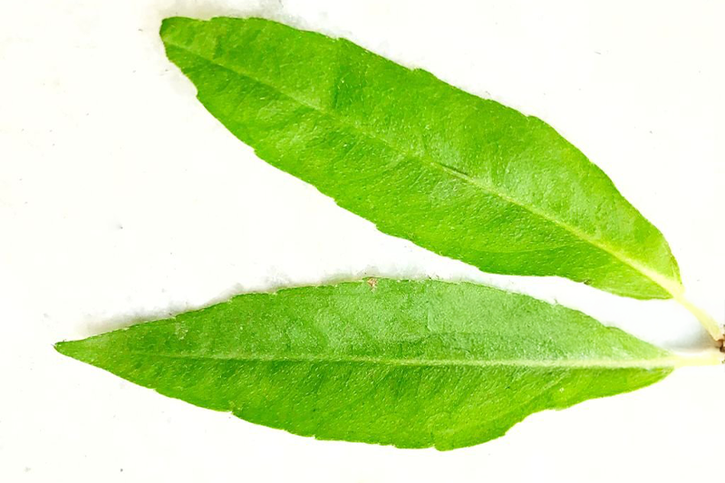 News~64~2025 10 28~Cemcem Leaves