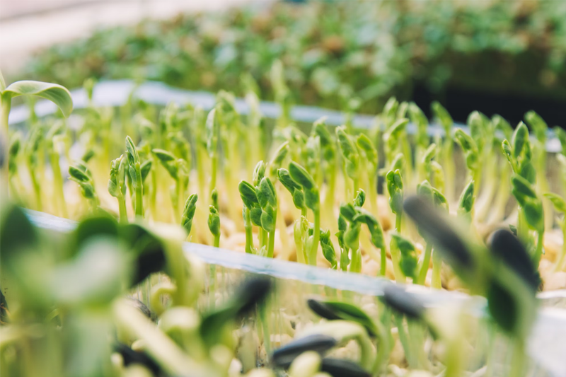 News~66~2025 09 09~Bean Sprouts