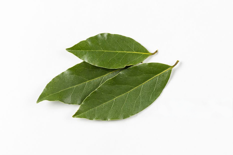 News~67~2025 10 28~Bay Leaf