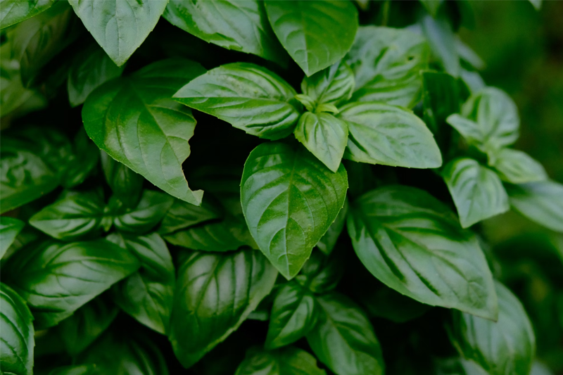 News~68~2025 09 09~basil Leaves