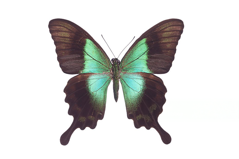 News~75~2025 10 28~Papilio Peranthus