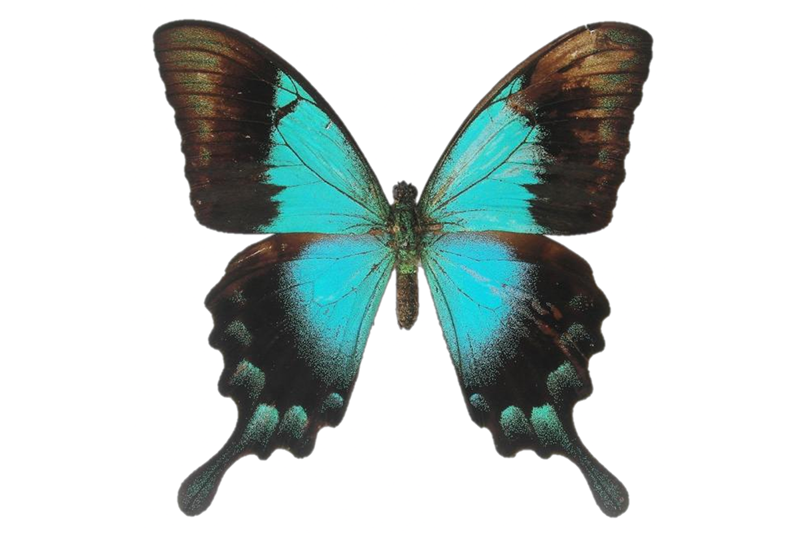 News~75~2025 10 28~Papilo Parenthus