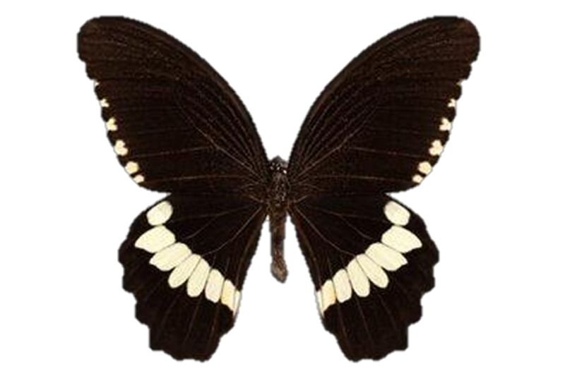 News~76~2025 10 28~Papilo Polytes