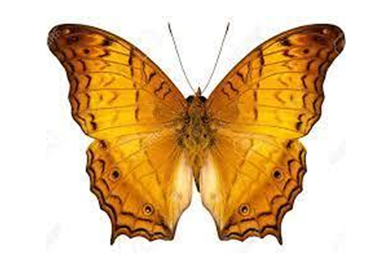 News~77~2025 10 28~Vindula Dejone