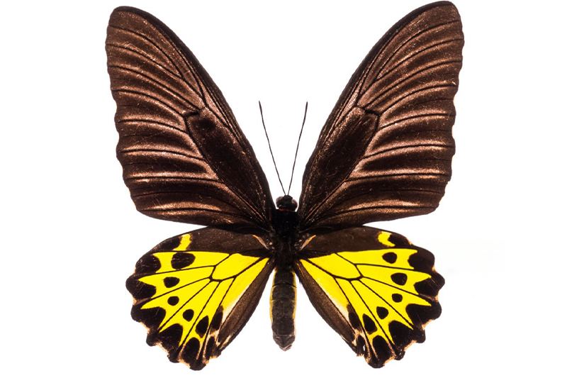 News~78~2025 10 28~Troides Helena