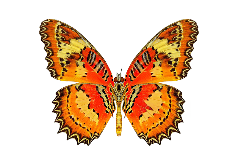 News~79~2025 10 28~Cethosia Hypsea