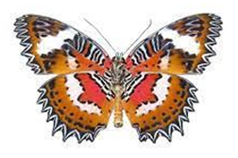 News~79~2025 10 28~Chetosia Hypsea