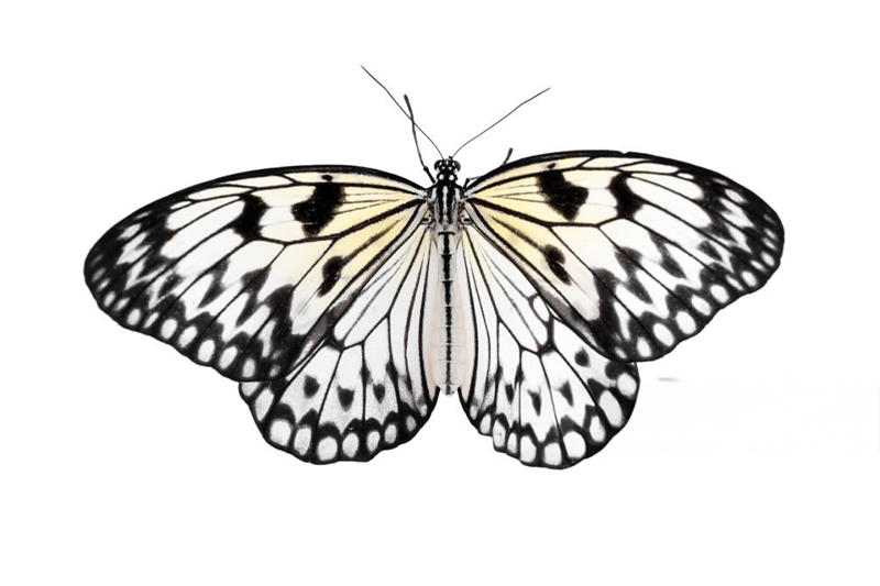 News~80~2025 10 28~Idea Stolli