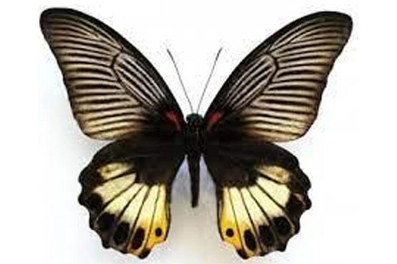 News~81~2025 10 28~Papilio Memnon