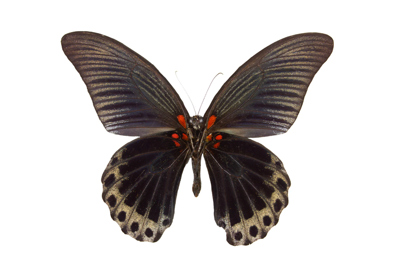 News~81~2025 10 28~Papilo Memnon   001