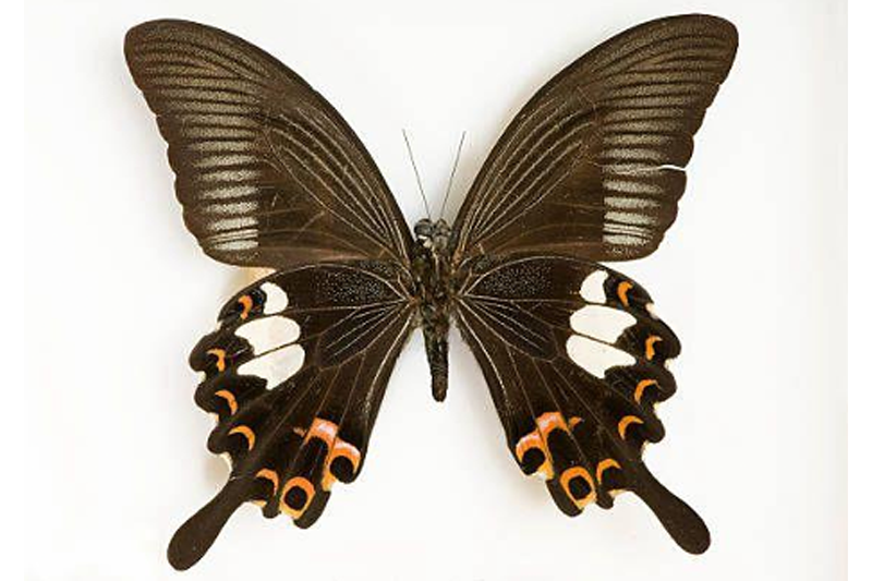 News~82~2025 10 28~Papilio Helenus