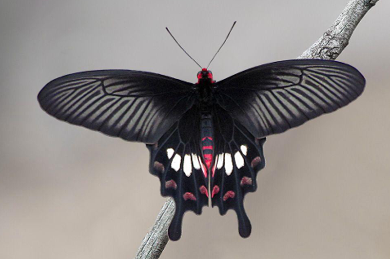 News~83~2025 10 28~Pachilopta Aristolochiae