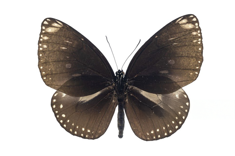News~84~2025 10 28~Euploea Phanareta   001