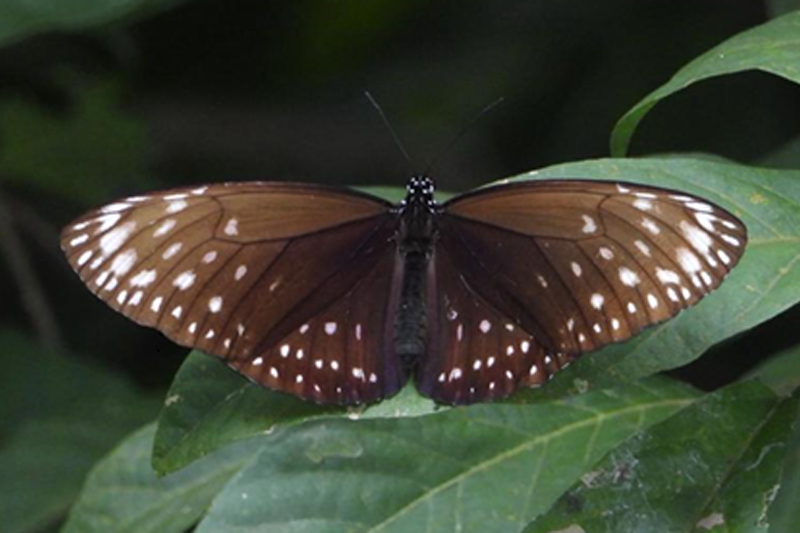 News~84~2025 10 28~Euploea Phanareta