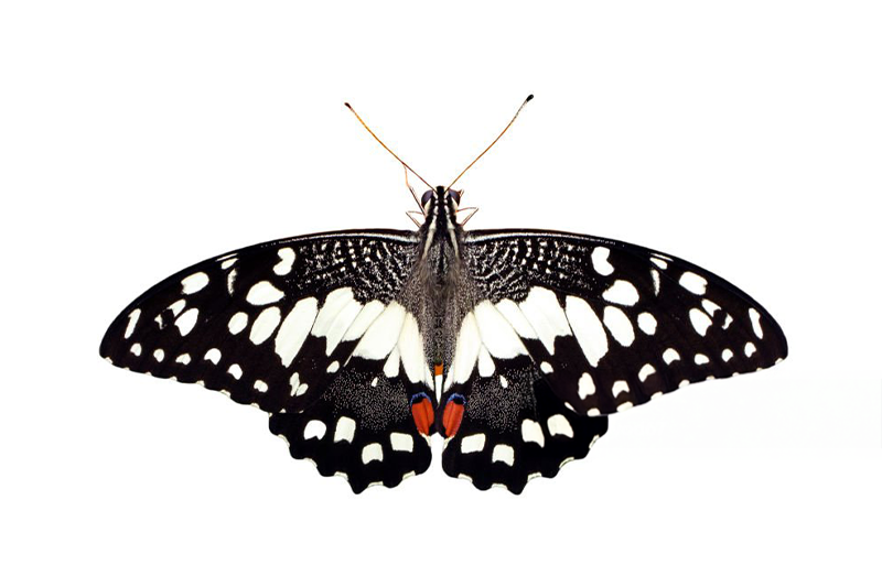 News~84~2025 10 28~Papilo Demoleus   001