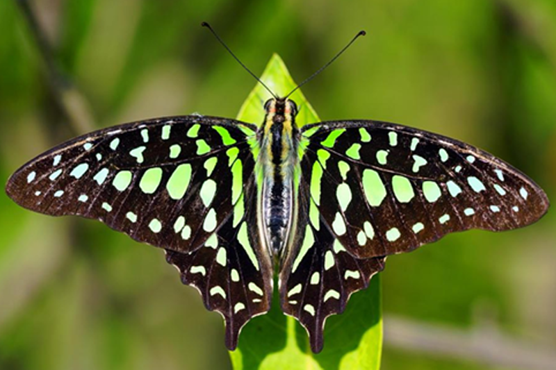 News~86~2025 10 28~Graphium Agamemnon