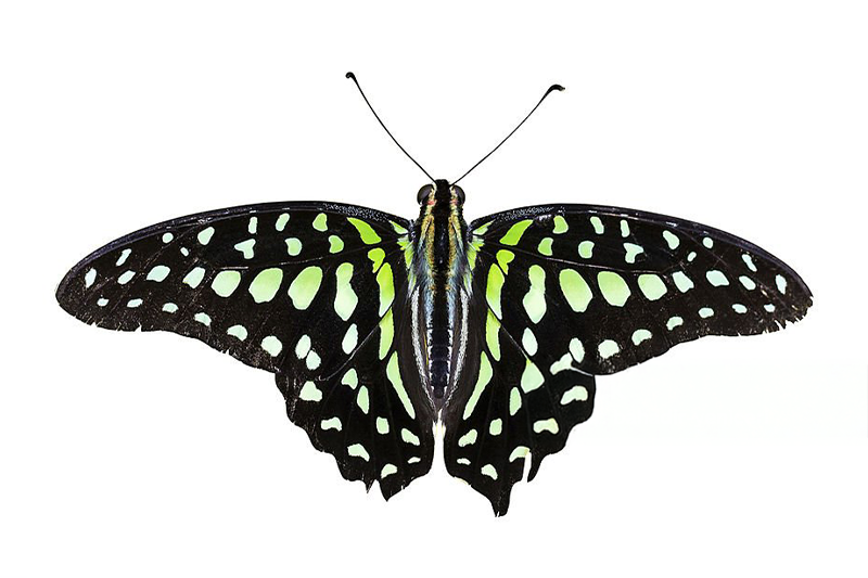 News~86~2025 10 29~Graphium Agamemnon   001