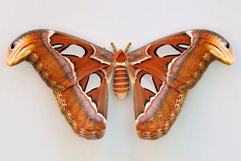 News~87~2025 10 28~Attacus Atlas