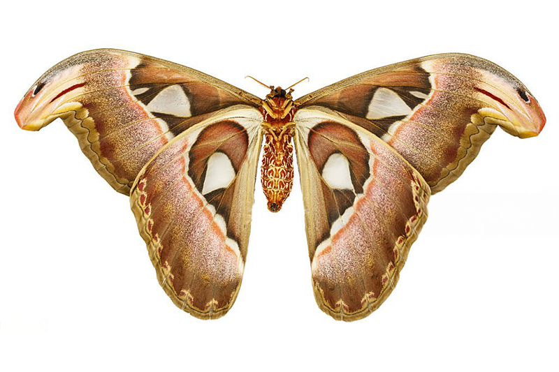 News~87~2025 10 29~Attacus Atlas   001