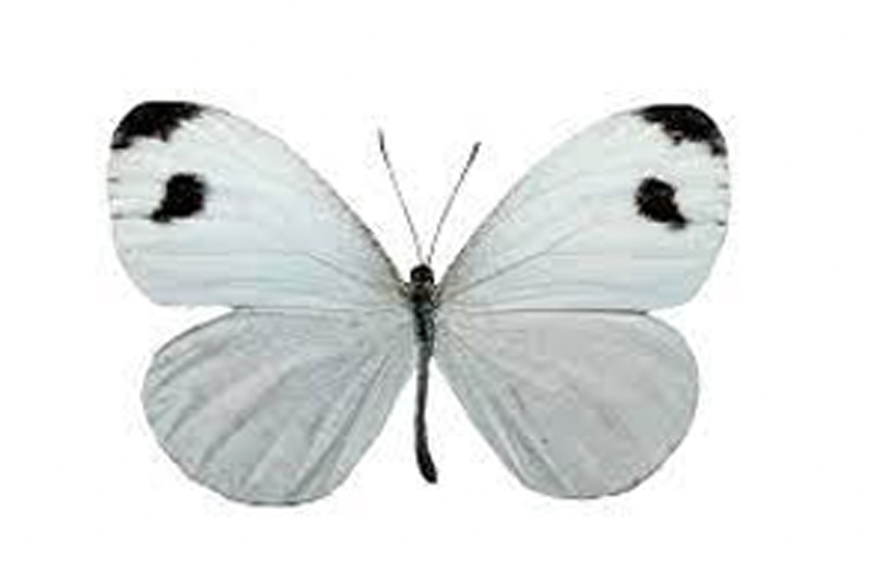 News~88~2025 10 28~Leptosia Nina