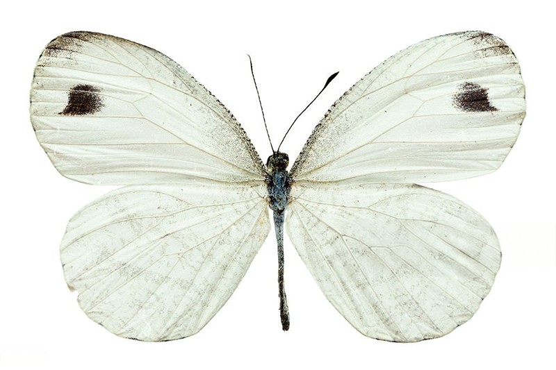 News~88~2025 10 29~Leptosia Nina   001