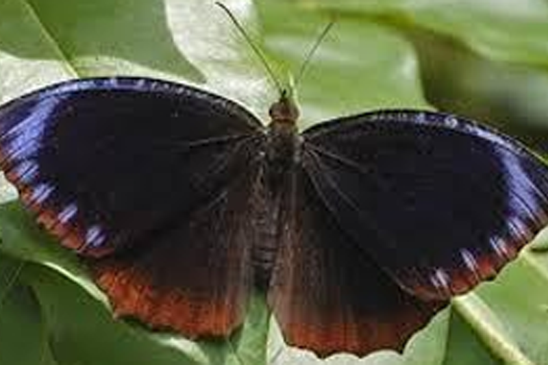 News~90~2025 10 28~Elymnias Hepermnestra