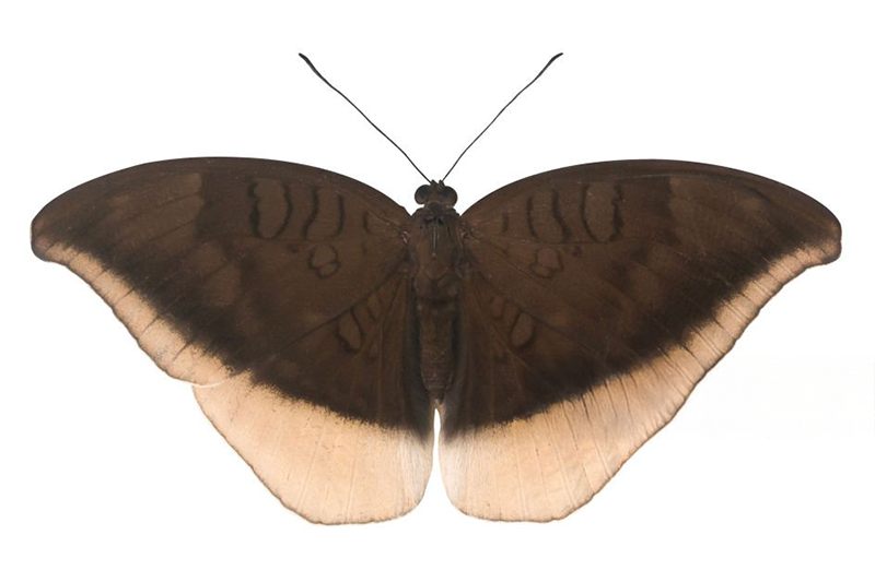 News~90~2025 10 29~Elymnias Hepermnesra   001