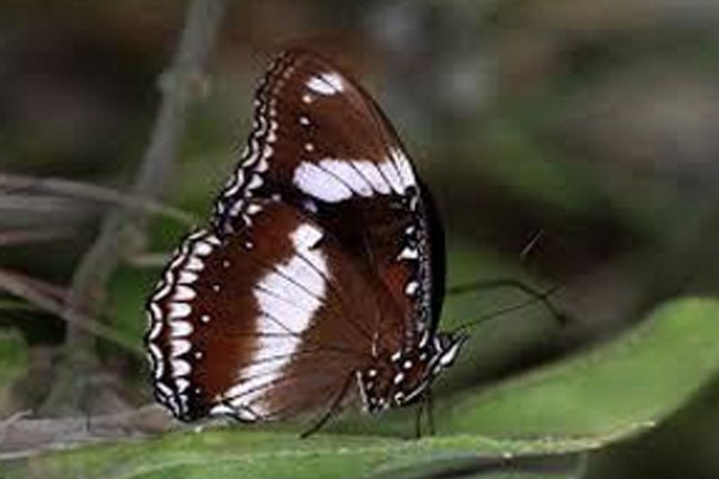 News~91~2025 10 28~Hypolimnas Bolina