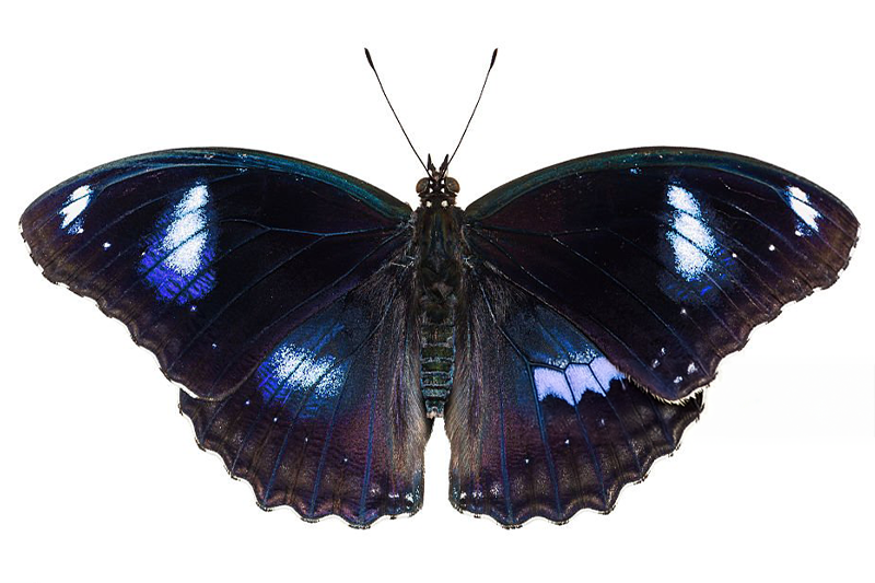 News~91~2025 10 29~Hypolimnas Bolina   001