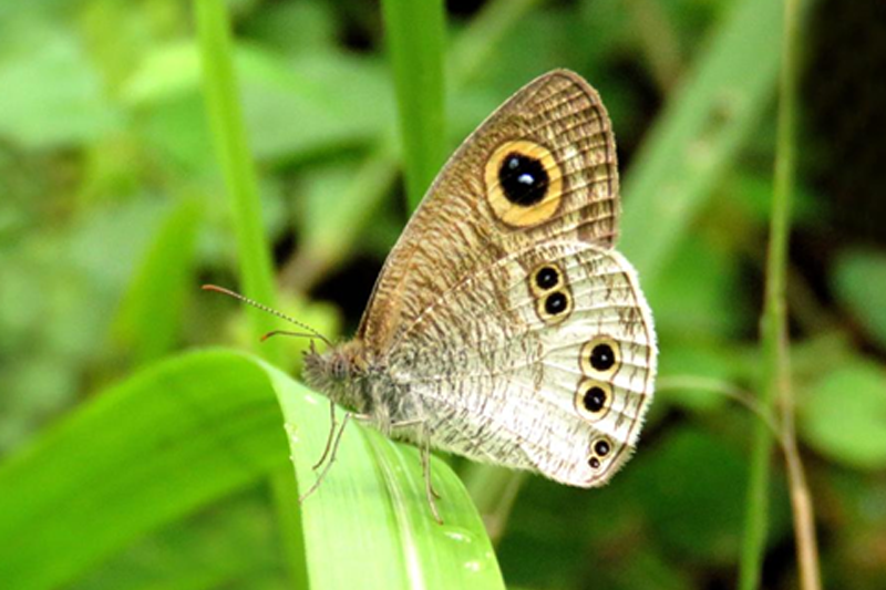 News~92~2025 10 28~Ypthirma Argus