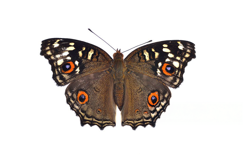 News~92~2025 10 29~Ypthirma Argus   001