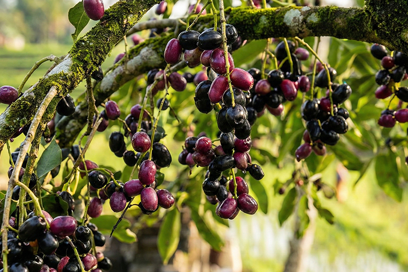 News~95~2026 01 08~Juwet Bali