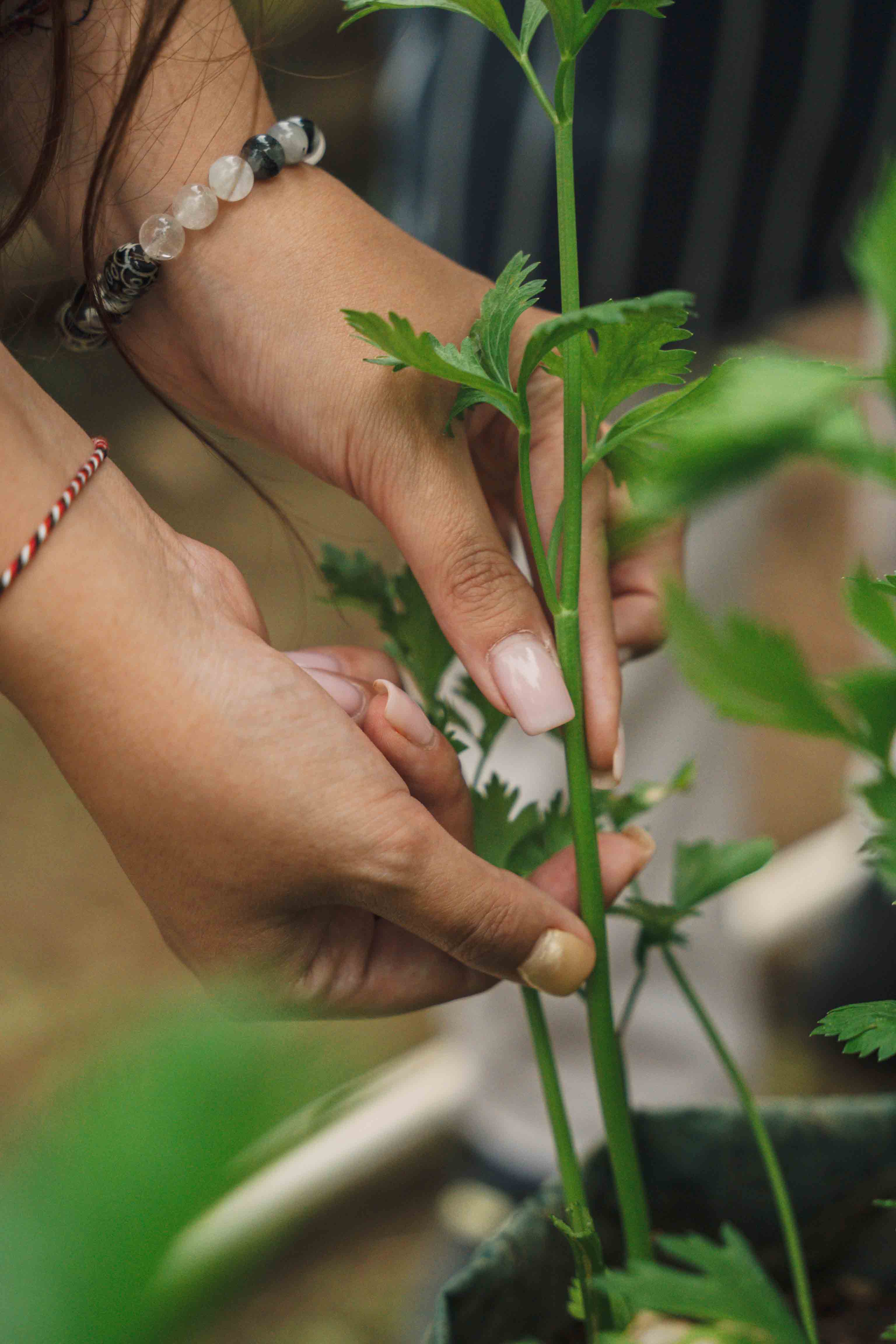 Organic farm Bali rice field garden eco agriculture Sanggraloka Ubud sustainable tropical landscape